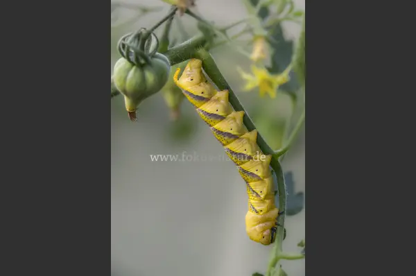 Fokus-Natur Bild