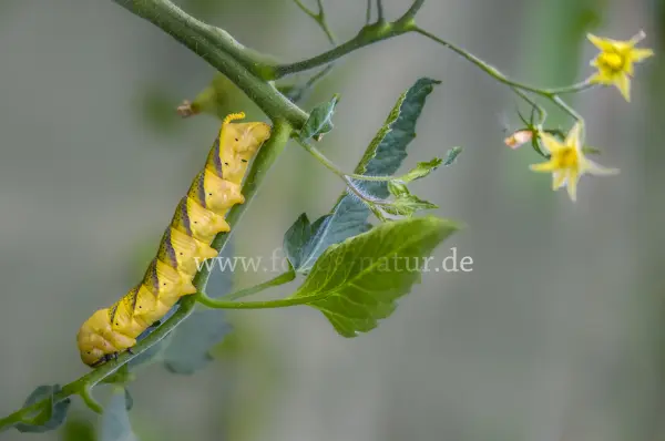 Fokus-Natur Bild