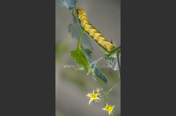 Fokus-Natur Bild