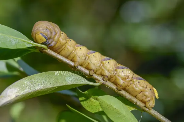 Fokus-Natur Bild