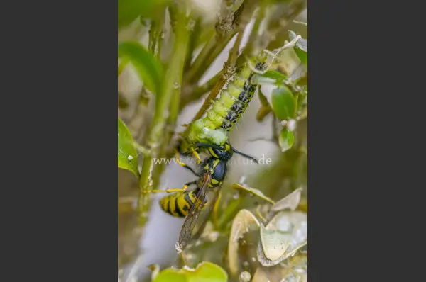 Fokus-Natur Bild
