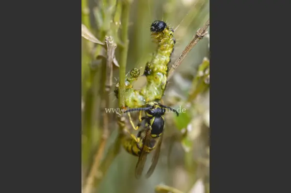 Fokus-Natur Bild