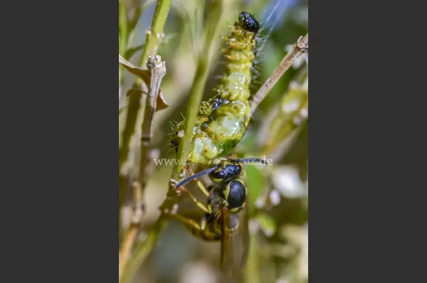 Fokus-Natur Bild
