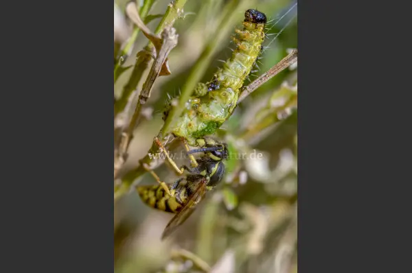 Fokus-Natur Bild