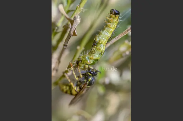 Fokus-Natur Bild