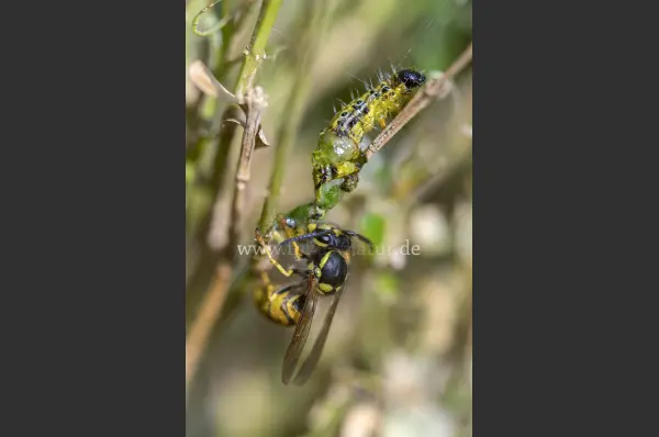 Fokus-Natur Bild