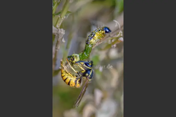 Fokus-Natur Bild