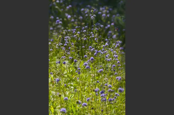 Fokus-Natur Bild