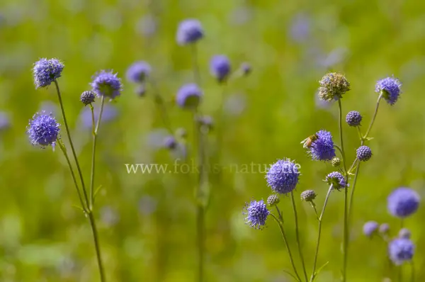Fokus-Natur Bild