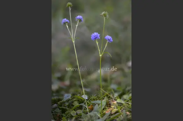 Fokus-Natur Bild