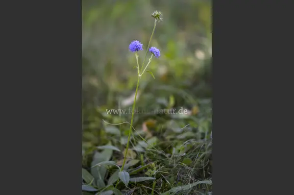 Fokus-Natur Bild