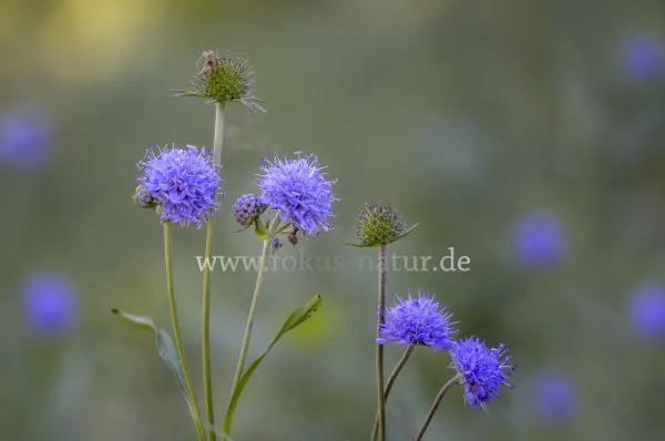 Fokus-Natur Bild