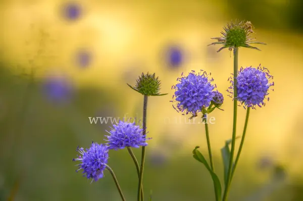 Fokus-Natur Bild