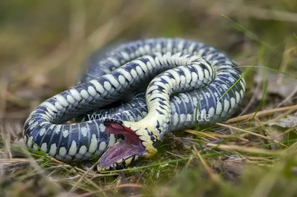 Fokus-Natur Bild