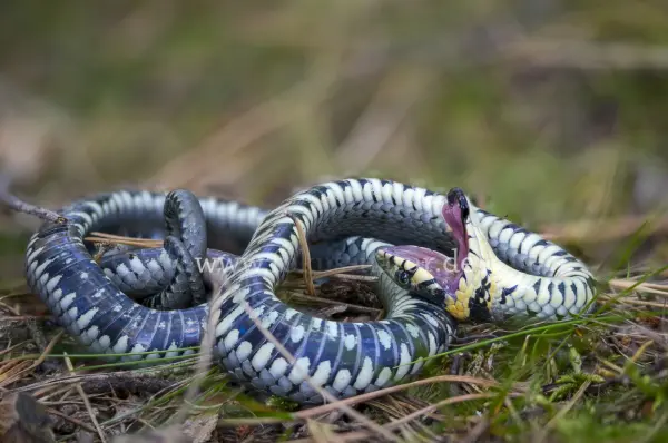 Fokus-Natur Bild