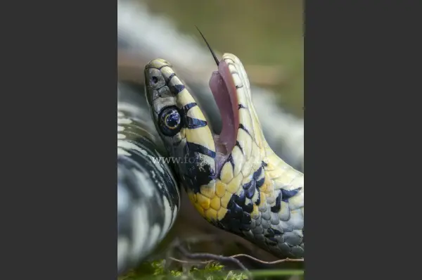 Fokus-Natur Bild