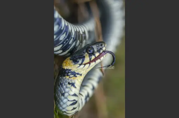 Fokus-Natur Bild