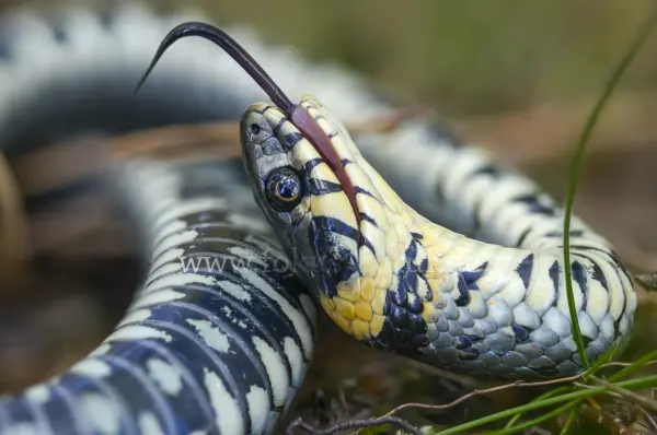 Fokus-Natur Bild
