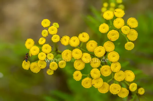 Fokus-Natur Bild
