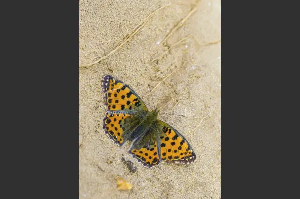 Fokus-Natur Bild