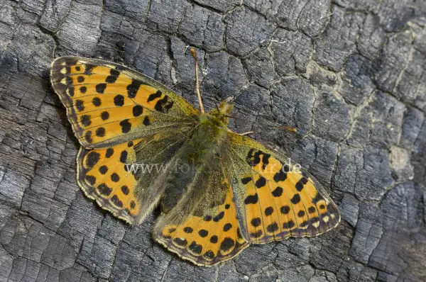 Fokus-Natur Bild