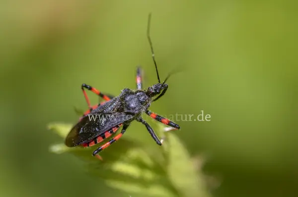 Fokus-Natur Bild