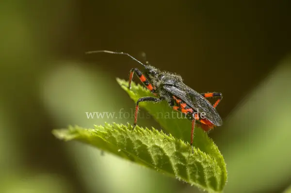 Fokus-Natur Bild