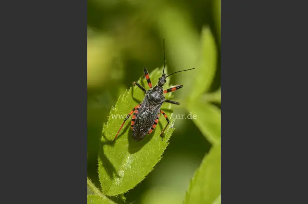 Fokus-Natur Bild