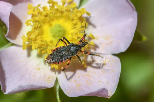 Fokus-Natur Bild