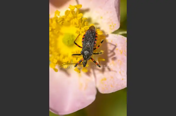 Fokus-Natur Bild