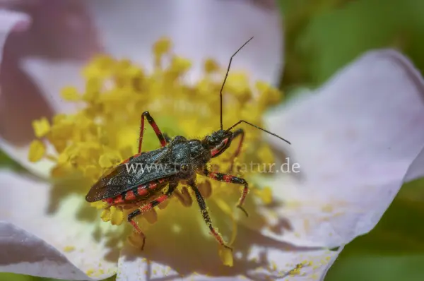 Fokus-Natur Bild