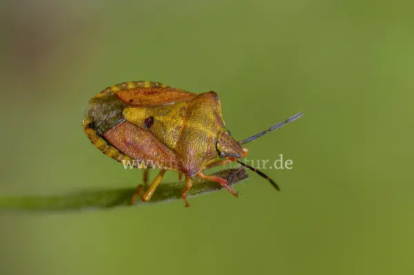 Fokus-Natur Bild
