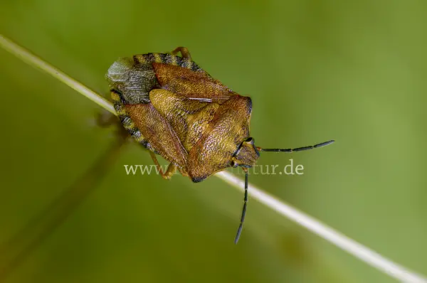 Fokus-Natur Bild