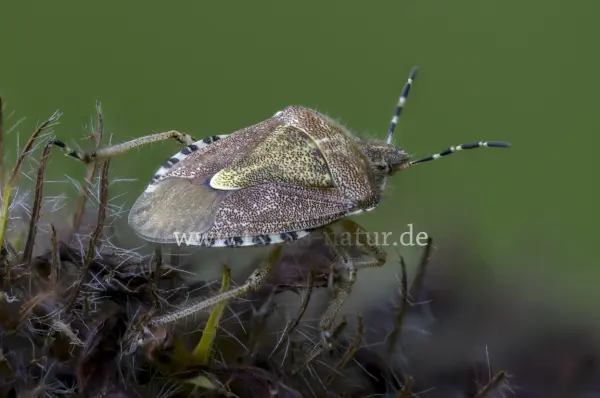 Fokus-Natur Bild