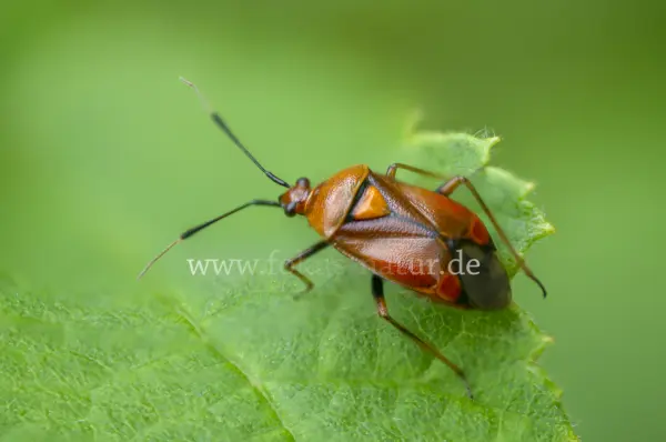Fokus-Natur Bild