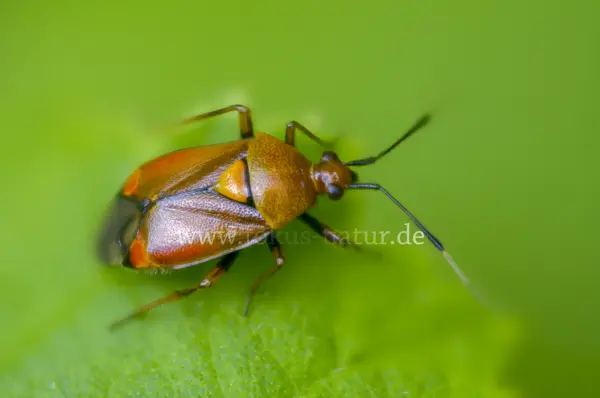 Fokus-Natur Bild