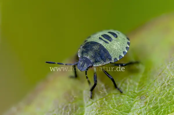 Fokus-Natur Bild