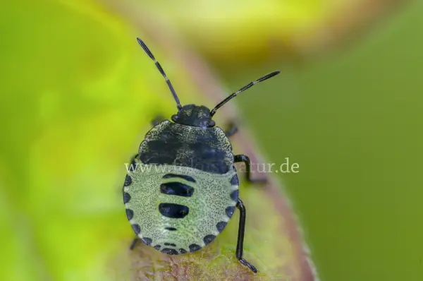 Fokus-Natur Bild