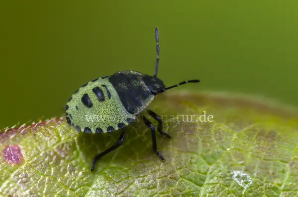 Fokus-Natur Bild