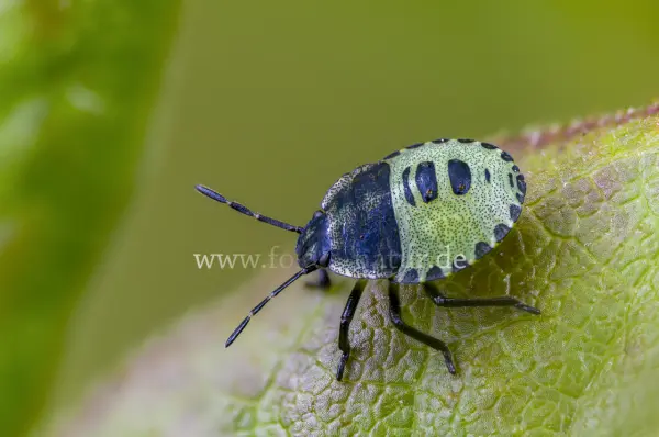 Fokus-Natur Bild