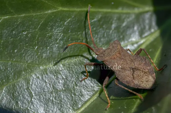 Fokus-Natur Bild