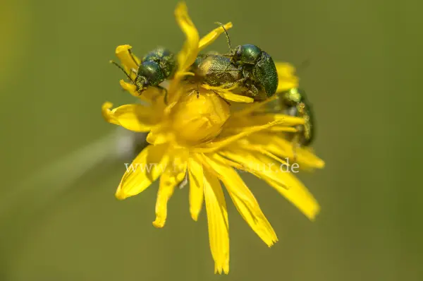Fokus-Natur Bild
