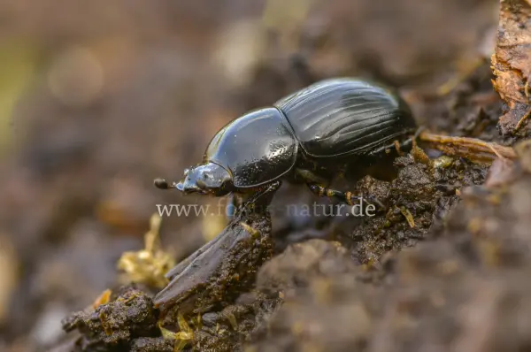Fokus-Natur Bild