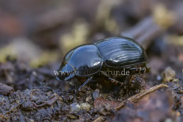 Fokus-Natur Bild