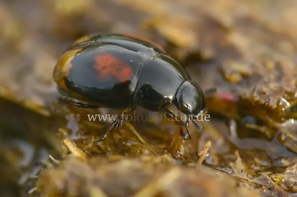 Fokus-Natur Bild