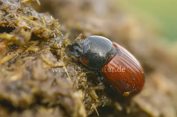 Fokus-Natur Bild