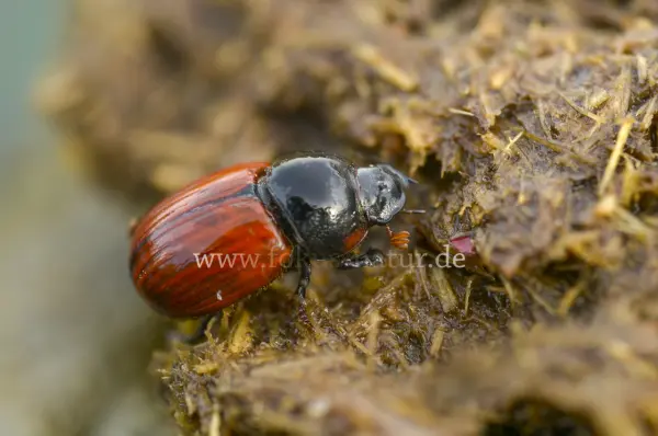 Fokus-Natur Bild