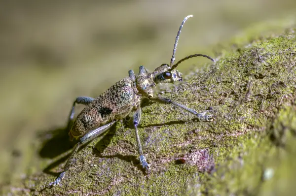 Fokus-Natur Bild