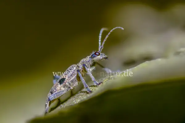 Fokus-Natur Bild