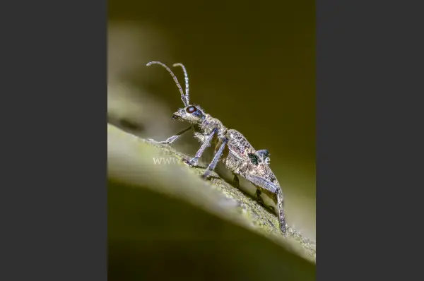 Fokus-Natur Bild